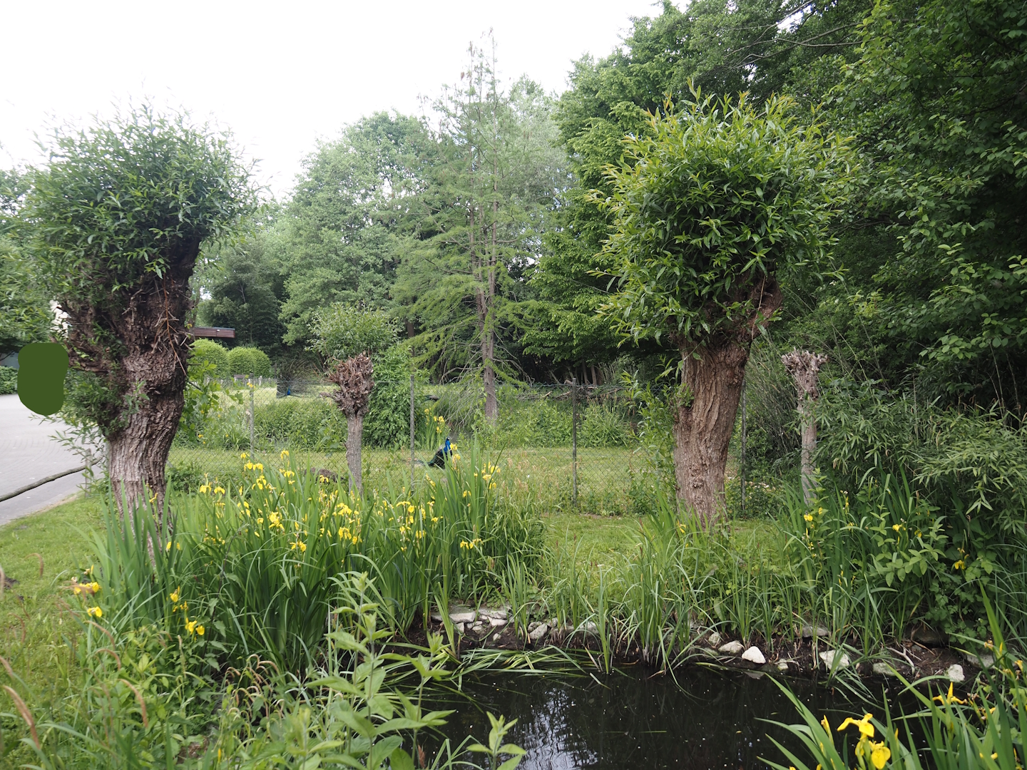 Part of wildlife pond area and Blue peafowl, Demoiselle crane and Hawaiian goose exhibit, 2025-05-222025-05-22