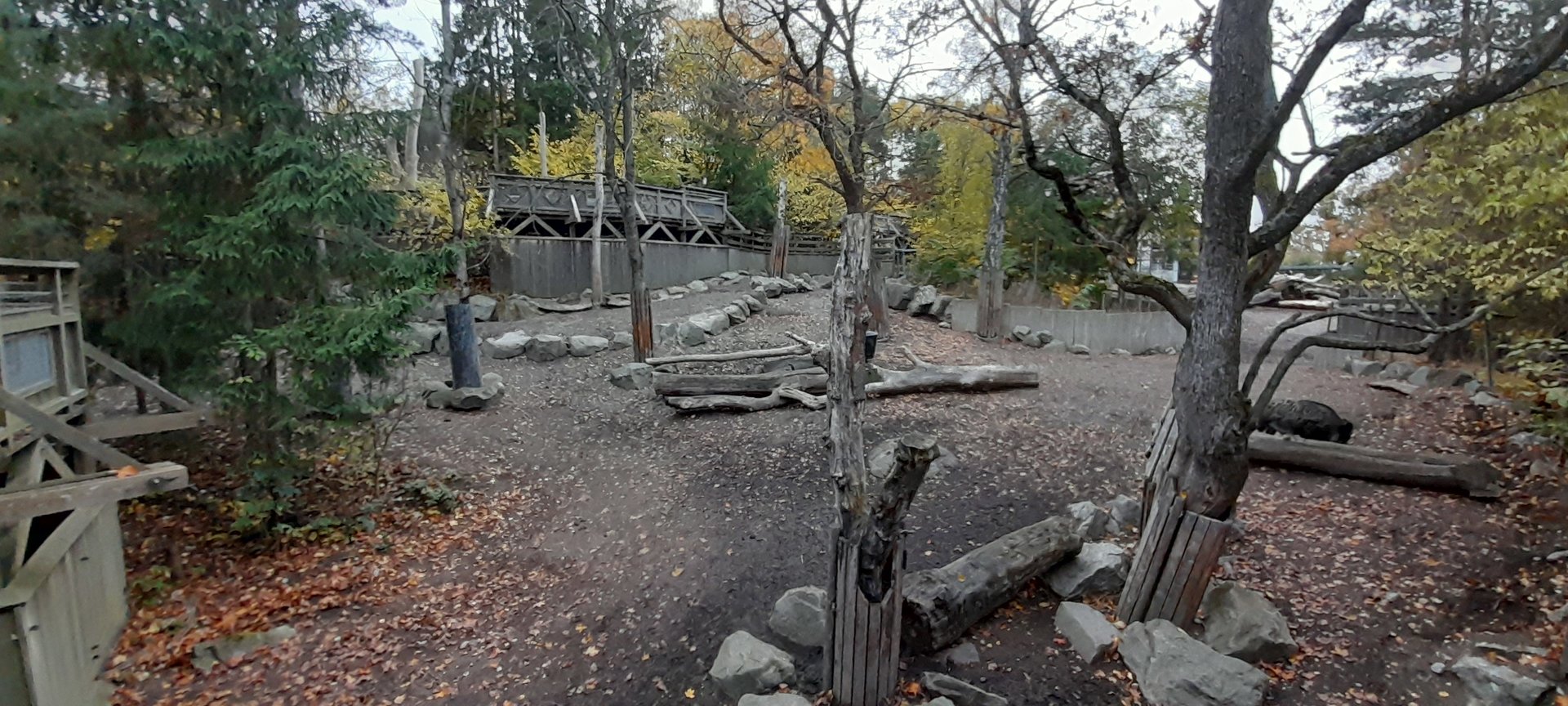 Part of Wisent and Central european wild boar paddock