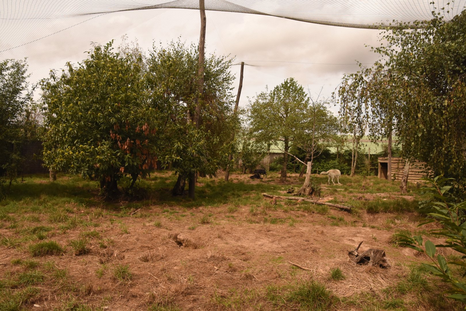 part of Wolf enclosure