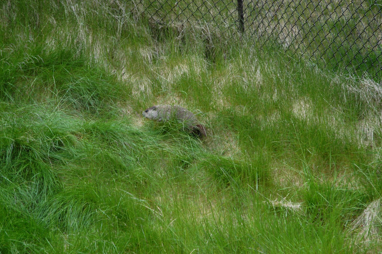 Part of Woodchuck exhibit