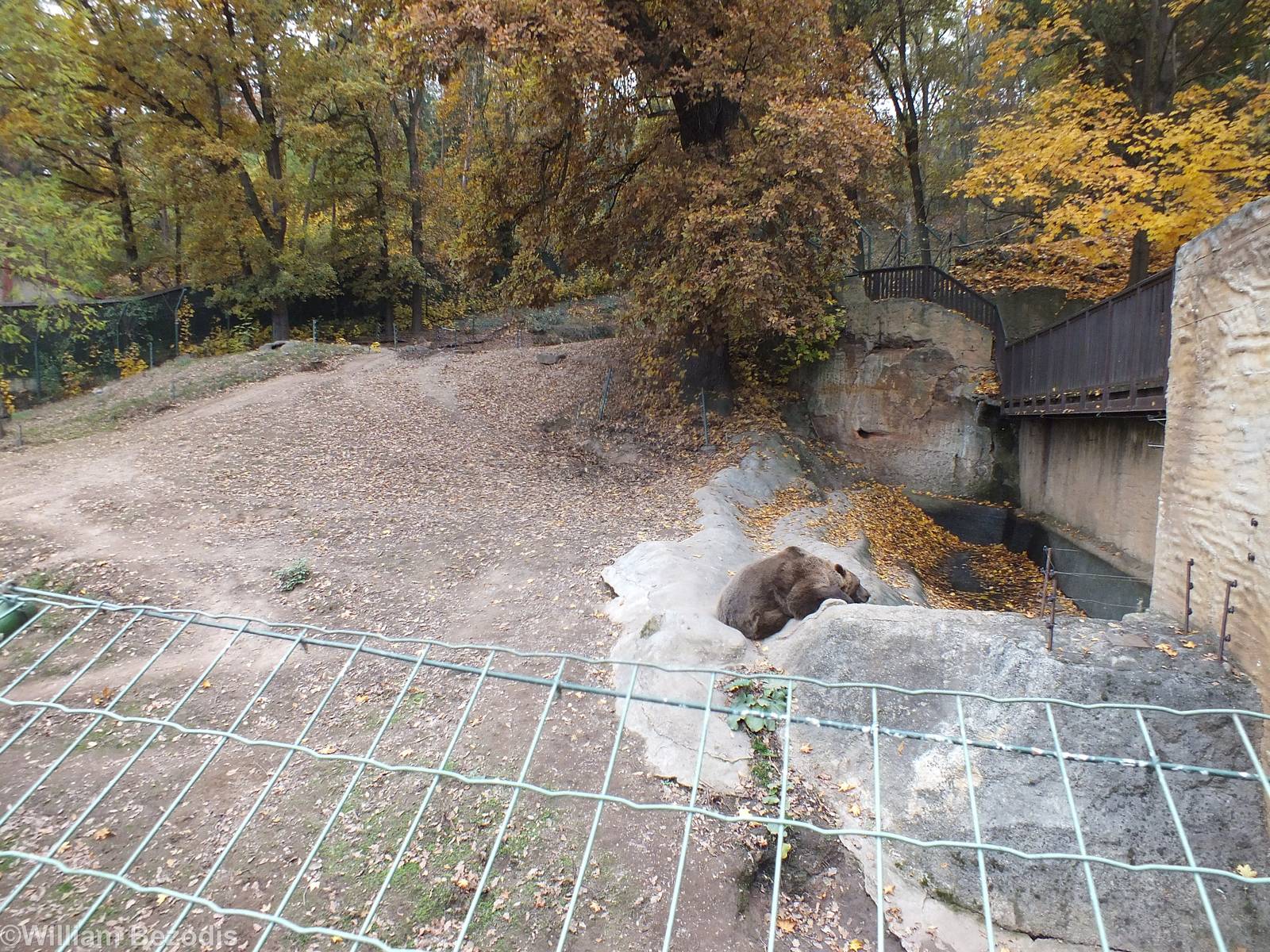 Part of Wooded Brown Bear Enclosure