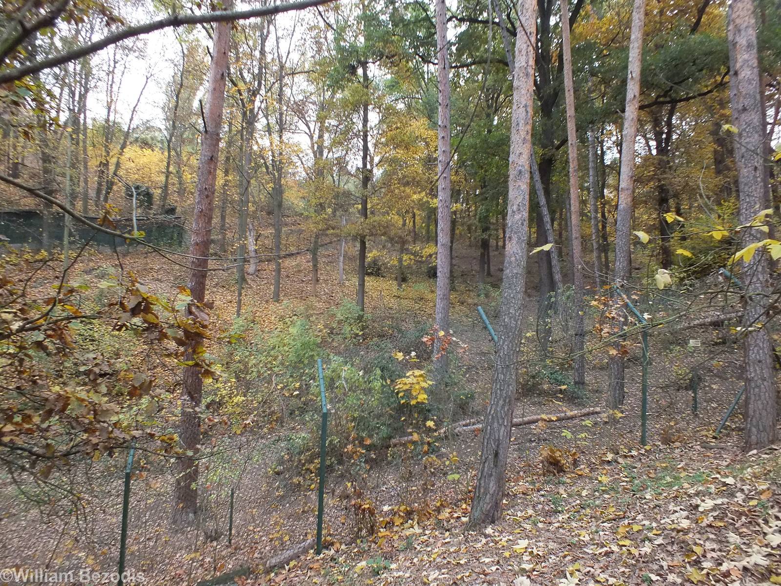 Part of Wooded Brown Bear Enclosure