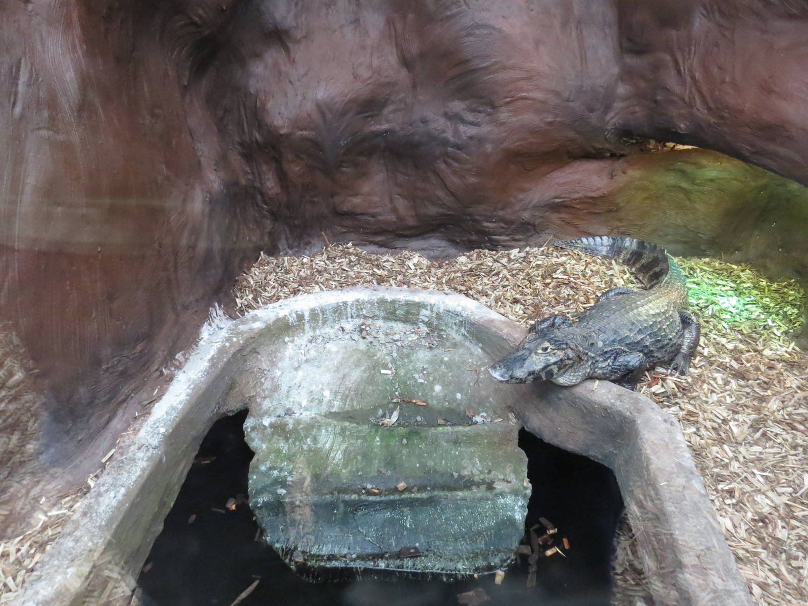 Part of yacare caiman enclosure, June 2015.