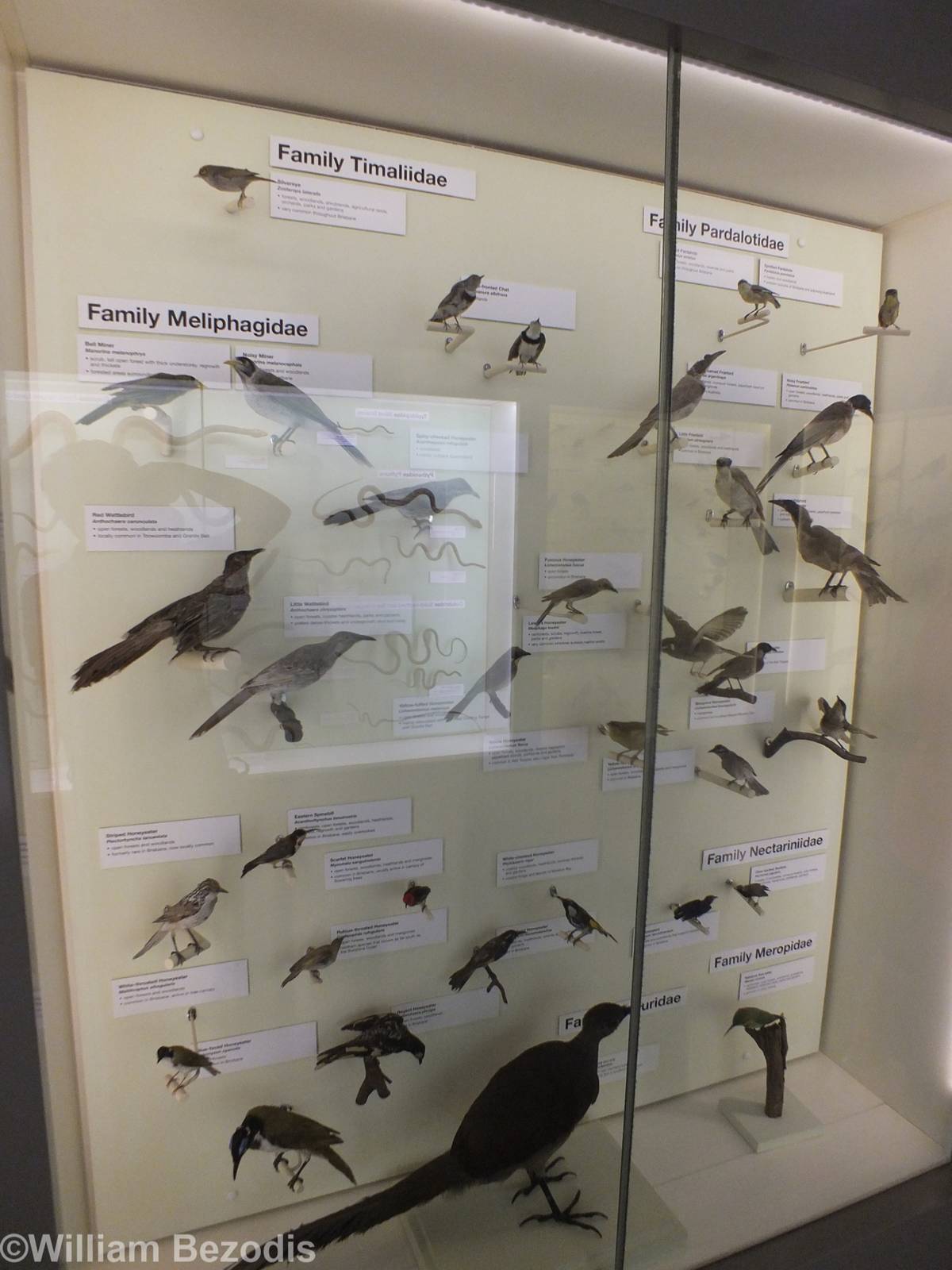 Part ofExtensive Bird Display - Queensland Museum