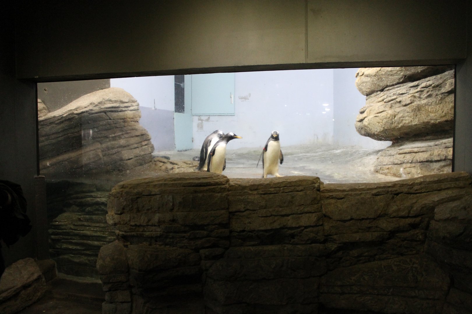 Part Penguin-enclosure