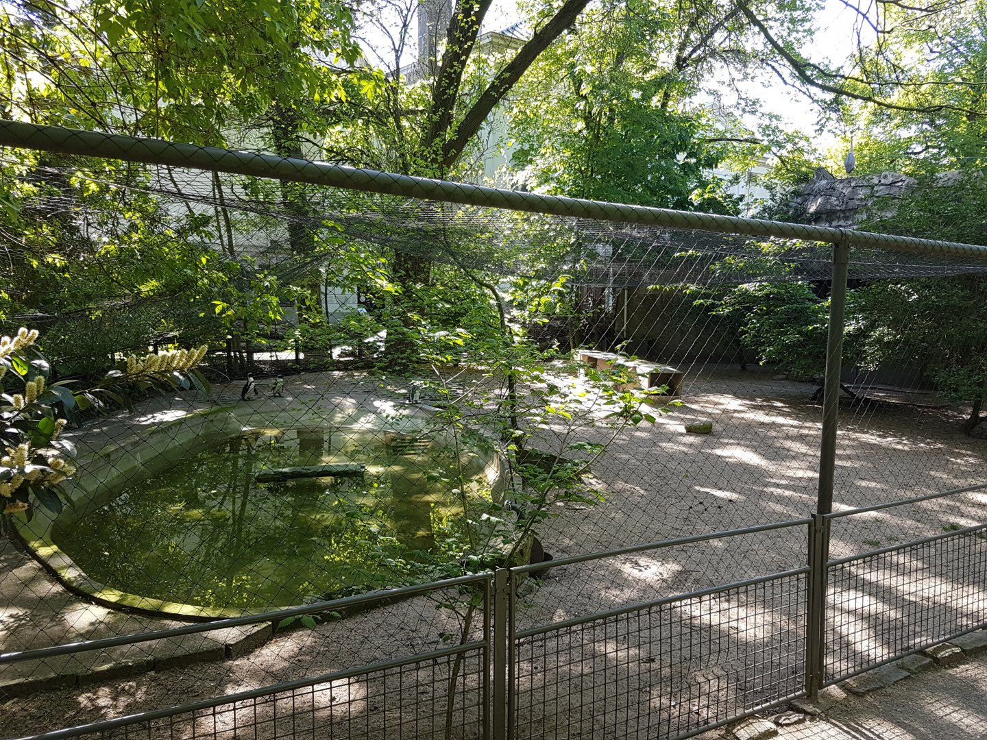 Part Penguin-enclosure