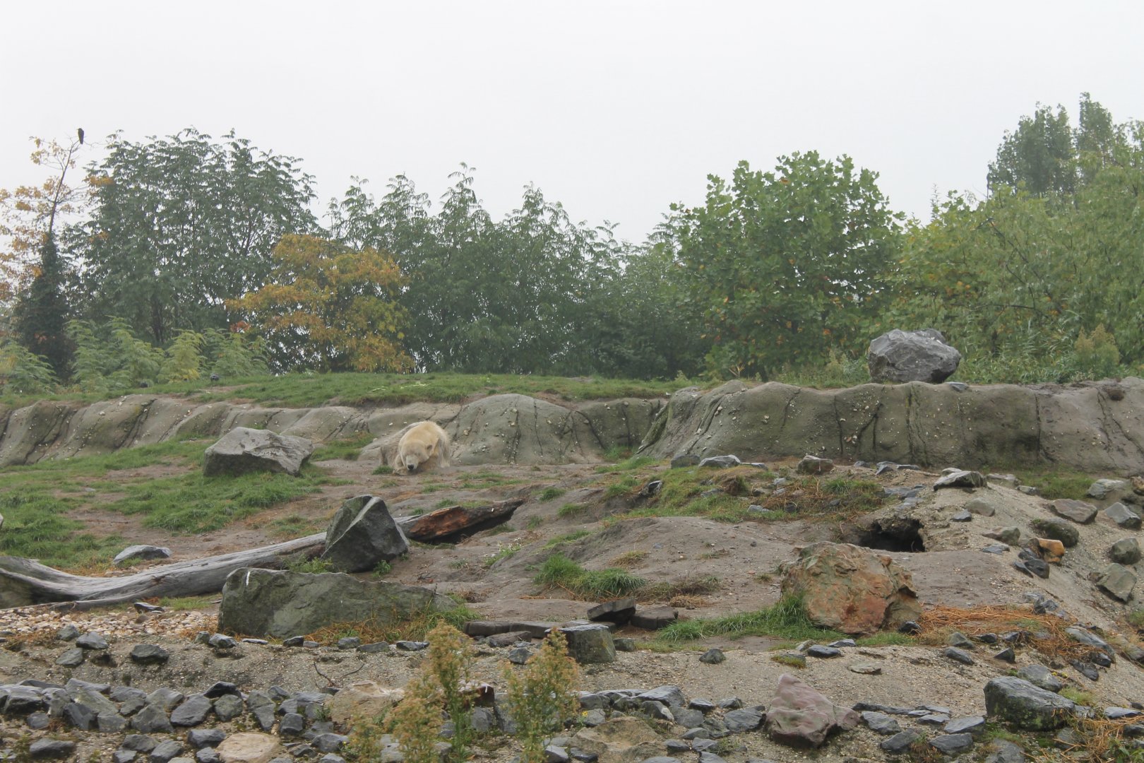 Part Polar bear enclosure