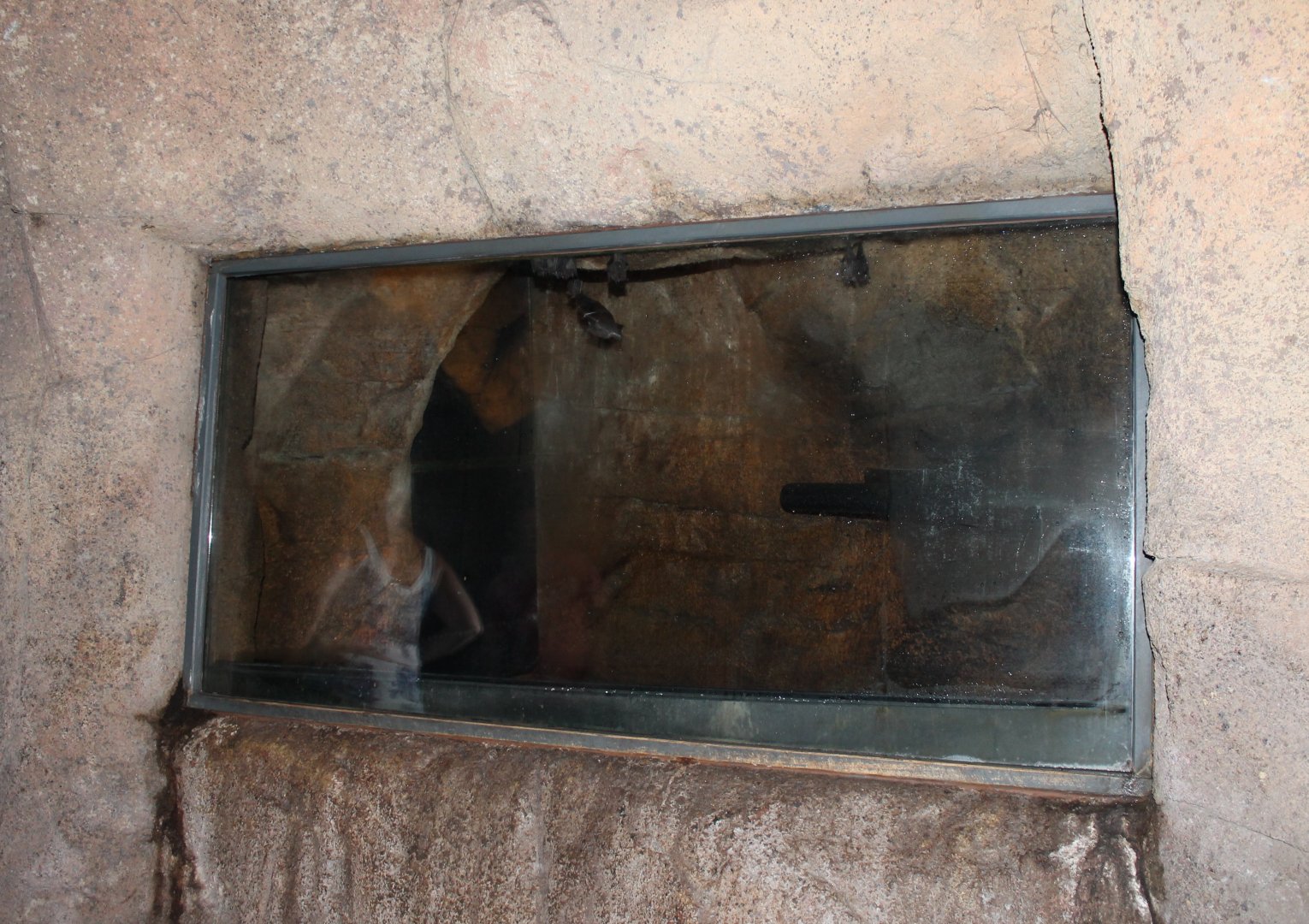 Part Seba's short-tailed bat enclosure