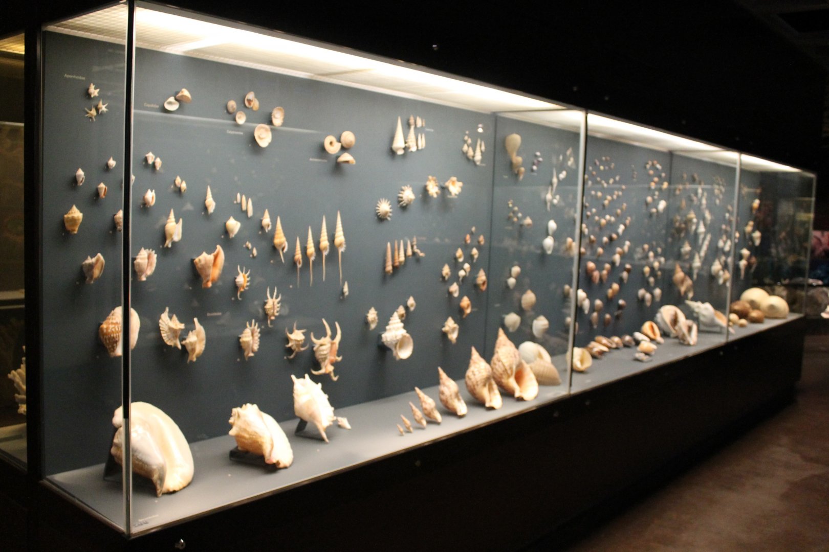Part Shell-collection