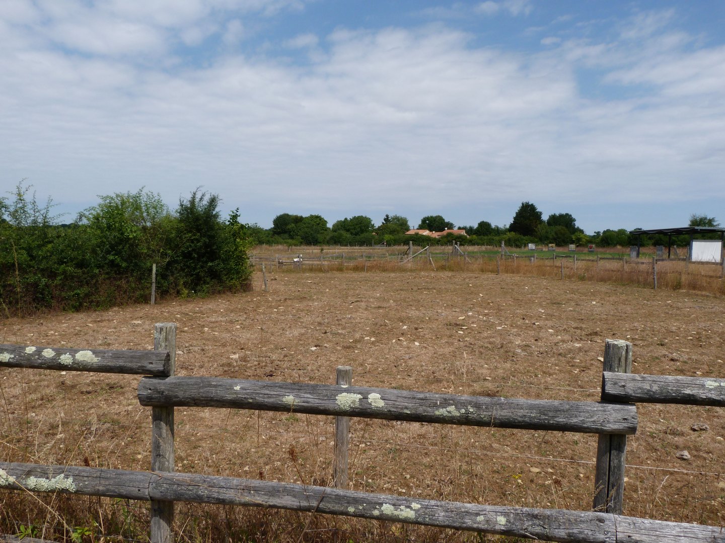 Parthenaise cattle and Poitevin goat exhibit -Zoodyssée (2025)