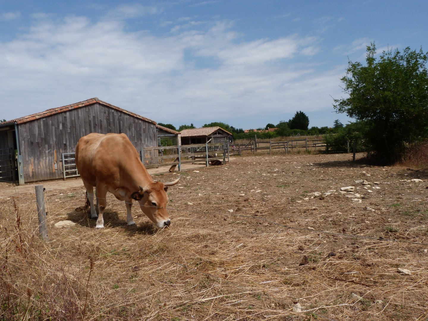 Parthenaise cattle and Poitevin goat exhibit -Zoodyssée (2025)