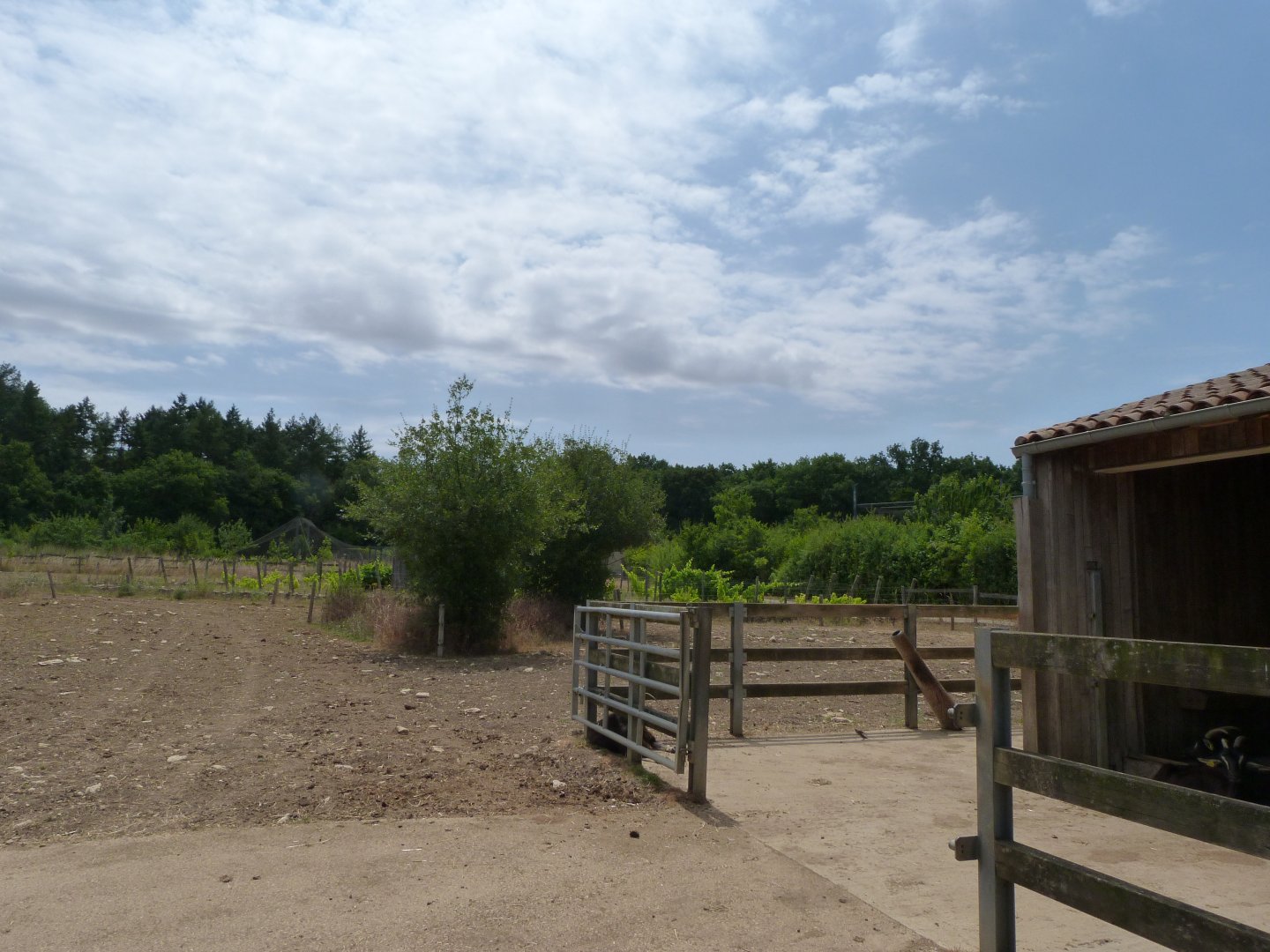 Parthenaise cattle and Poitevin goat exhibit -Zoodyssée (2025)