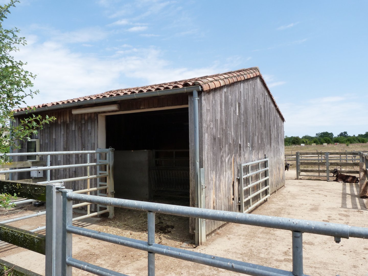 Parthenaise cattle and Poitevin goat stable -Zoodyssée (2025)
