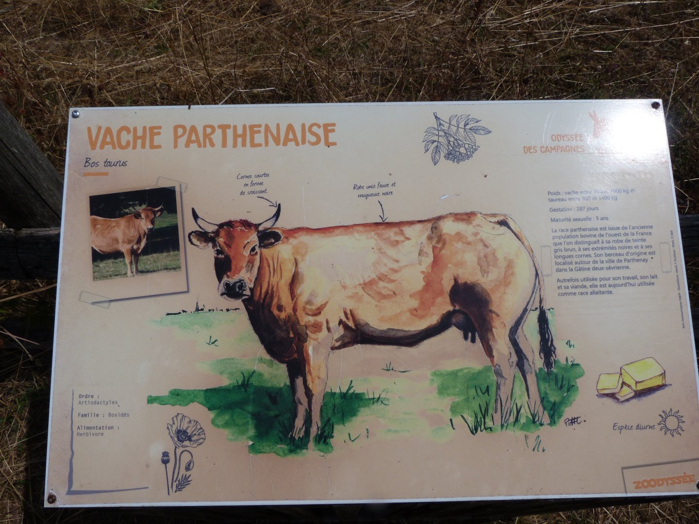 Parthenaise cattle sign -Zoodyssée (2025)