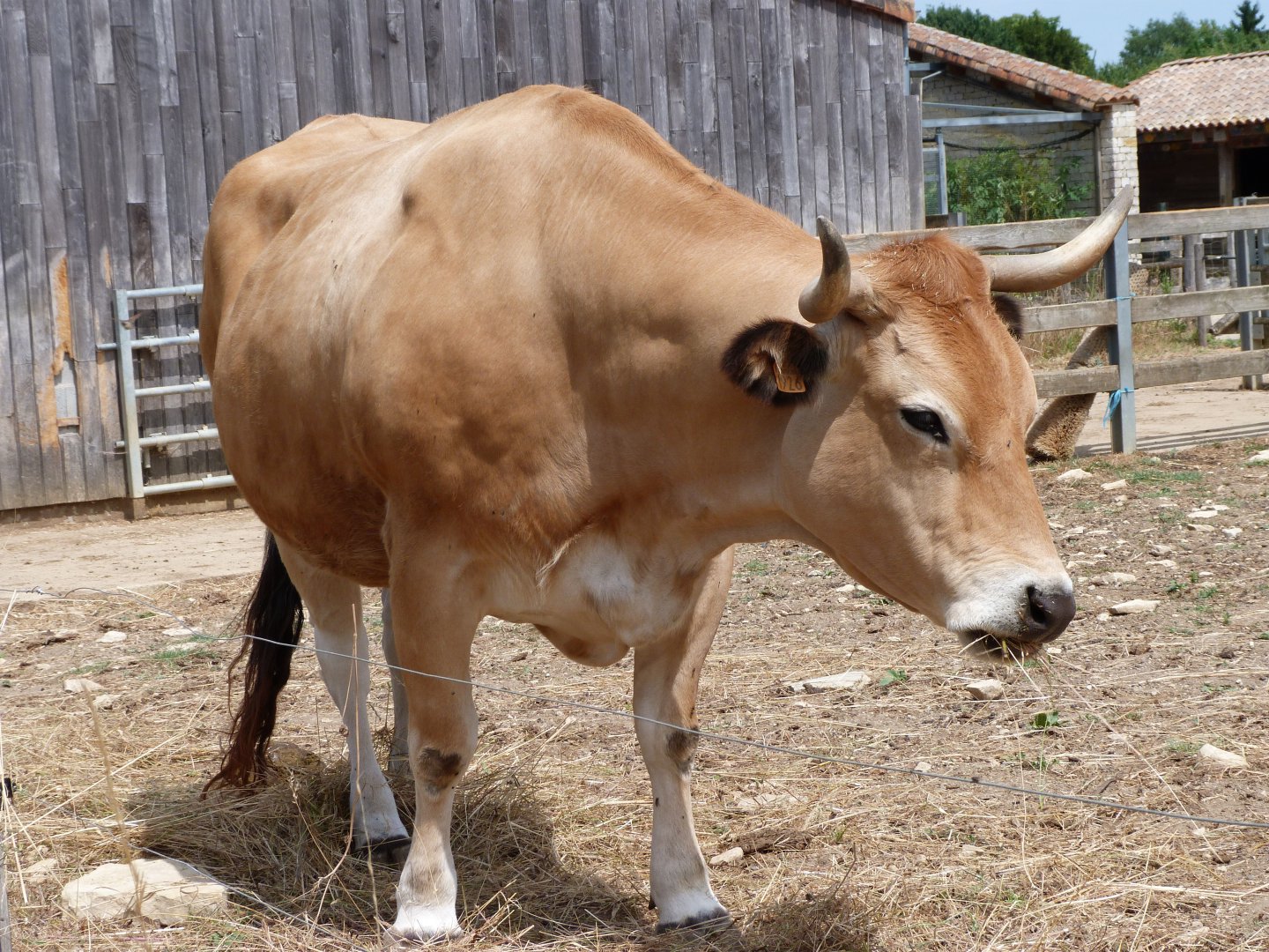 Parthenaise cattle -Zoodyssée (2025)