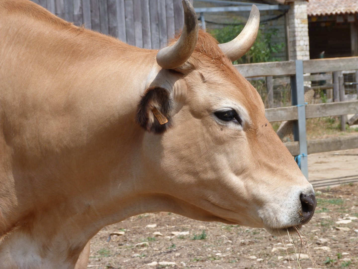 Parthenaise cattle -Zoodyssée (2025)