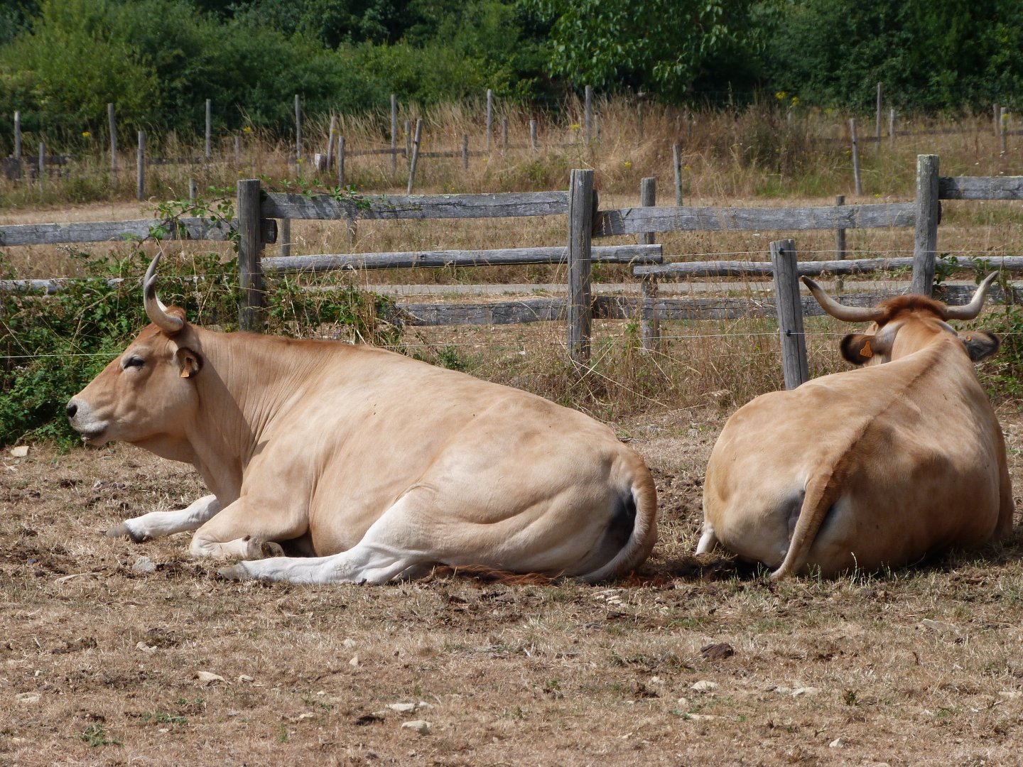 Parthenaise cattle -Zoodyssée (2025)