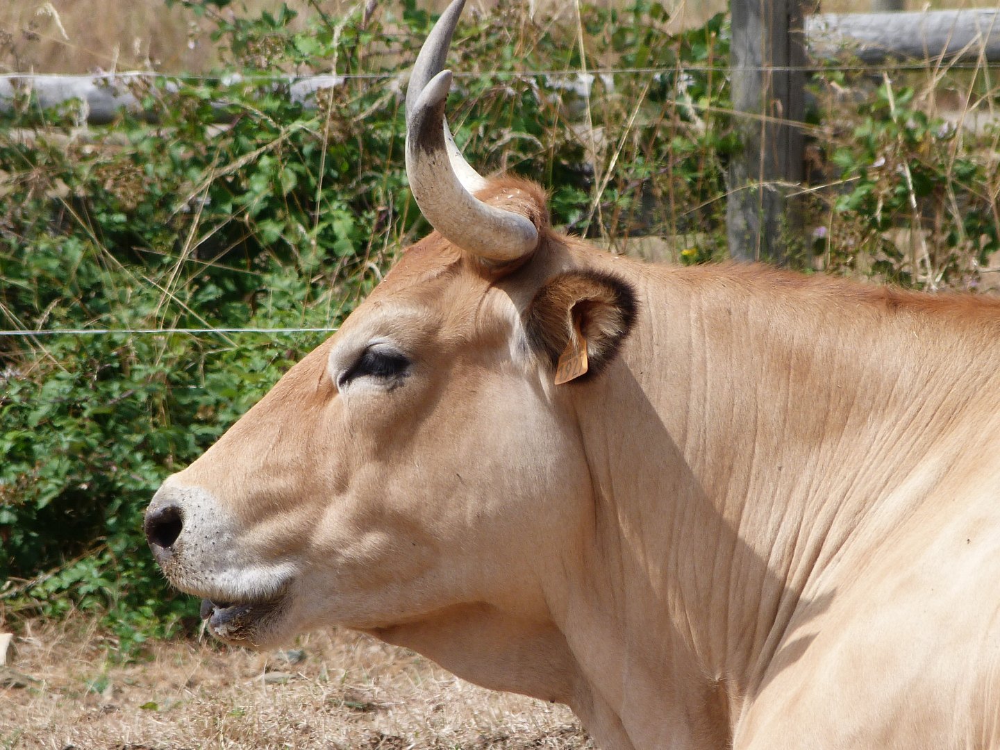 Parthenaise cattle -Zoodyssée (2025)