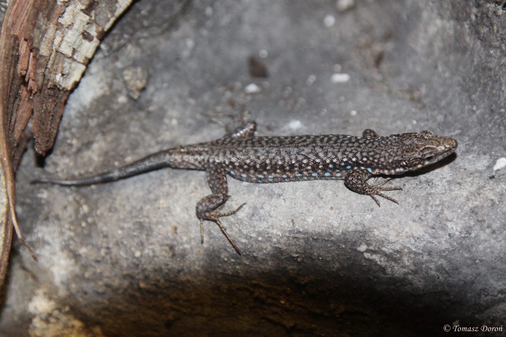 Parthenogenetic Rock Lizard (Darevskia/Lacerta unisexualis)
