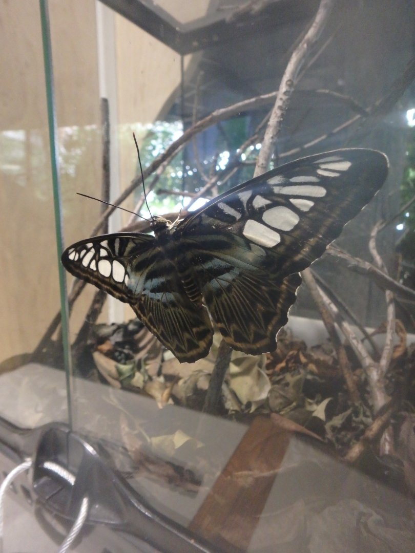 Parthenos sylvia