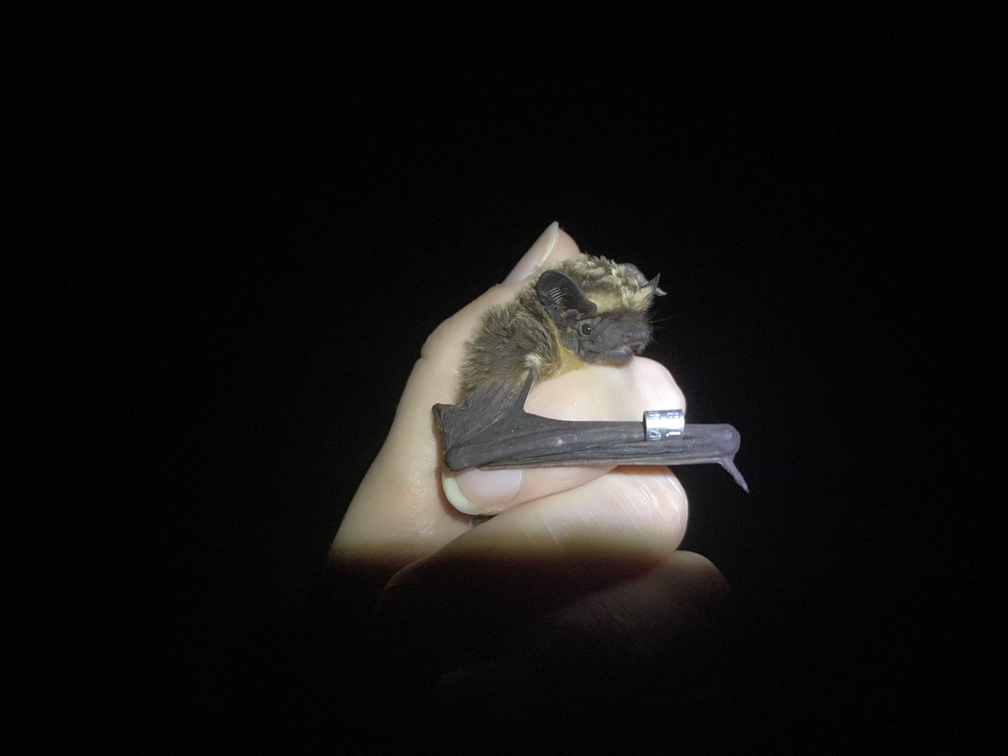 Parti-coloured Bat (Vespertilio murinus)
