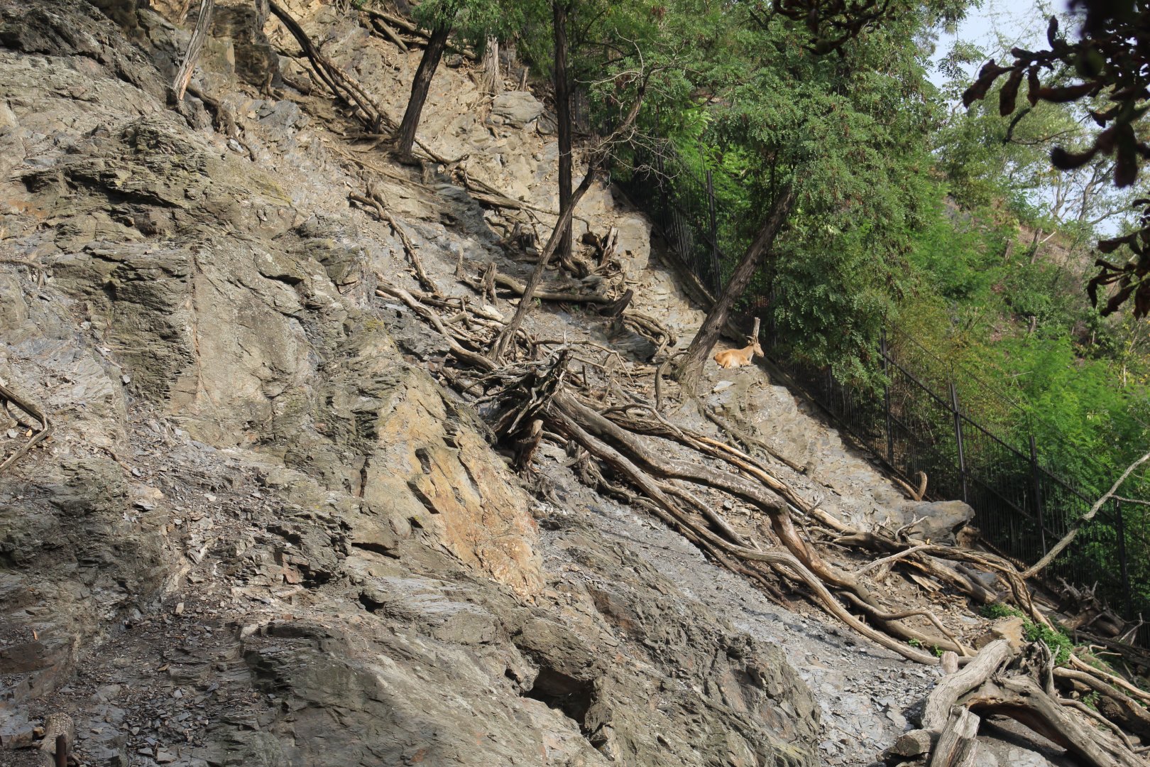 Partial View of Tur Enclosure