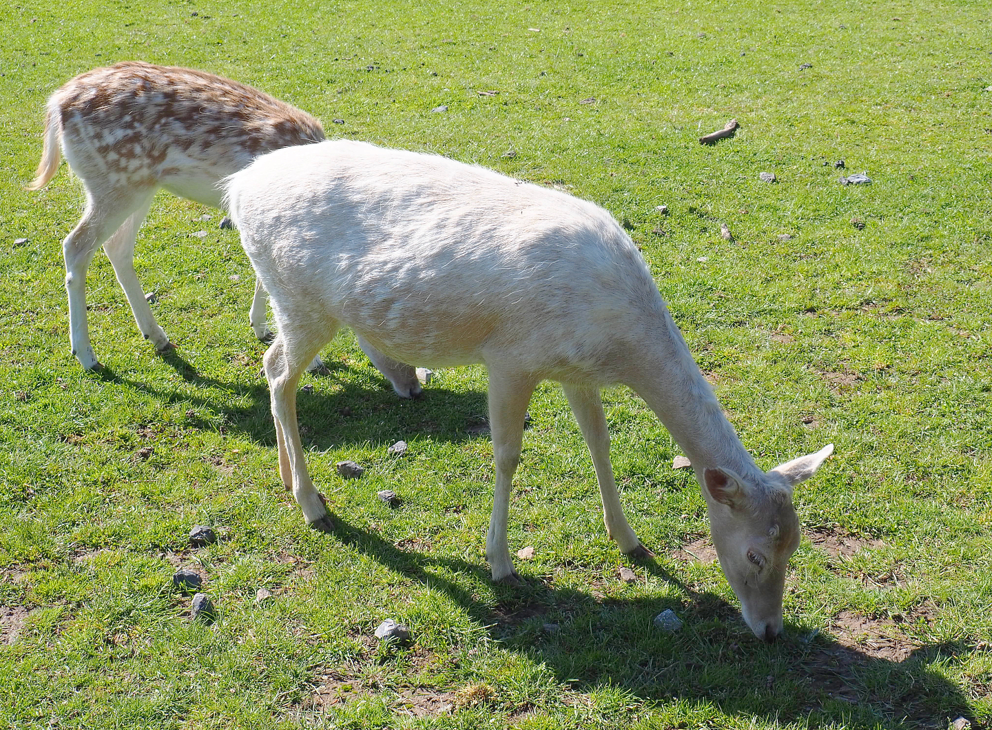 Partially leucistic Common fallow deer doe (Dama dama), 2021-05-29