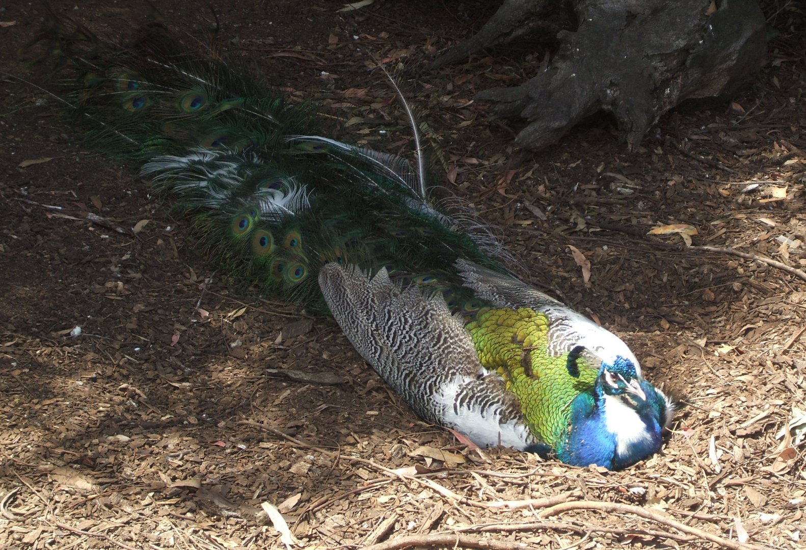 Partially Leucistic Peafowl, 2011