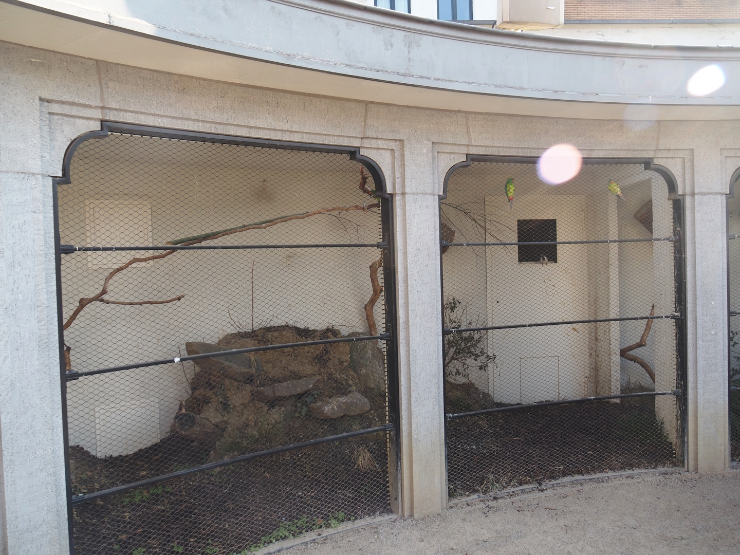 Partially redone Swift parrot and Blue-faced honeyeater aviary, 2025-03-16