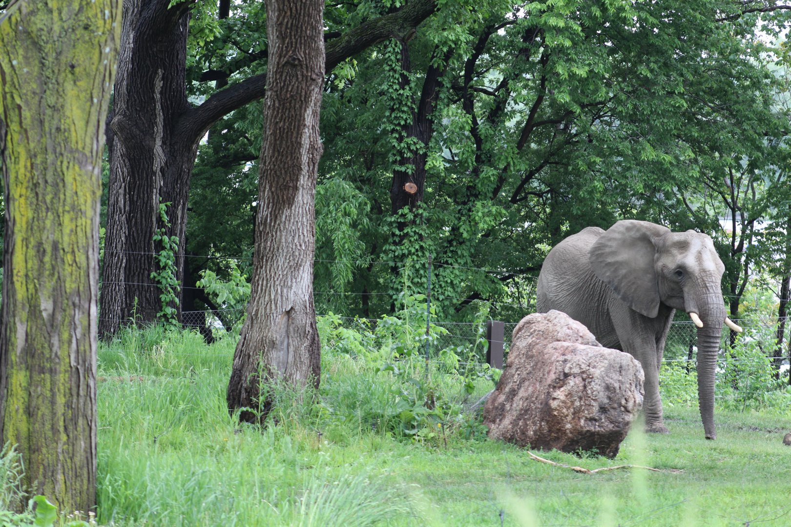 Partially View of Elephant Exhibit