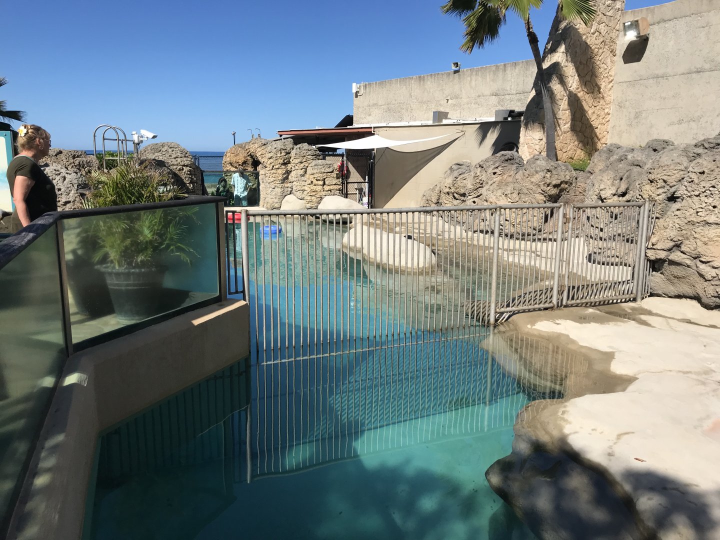 Partition between the two monk seal exhibits