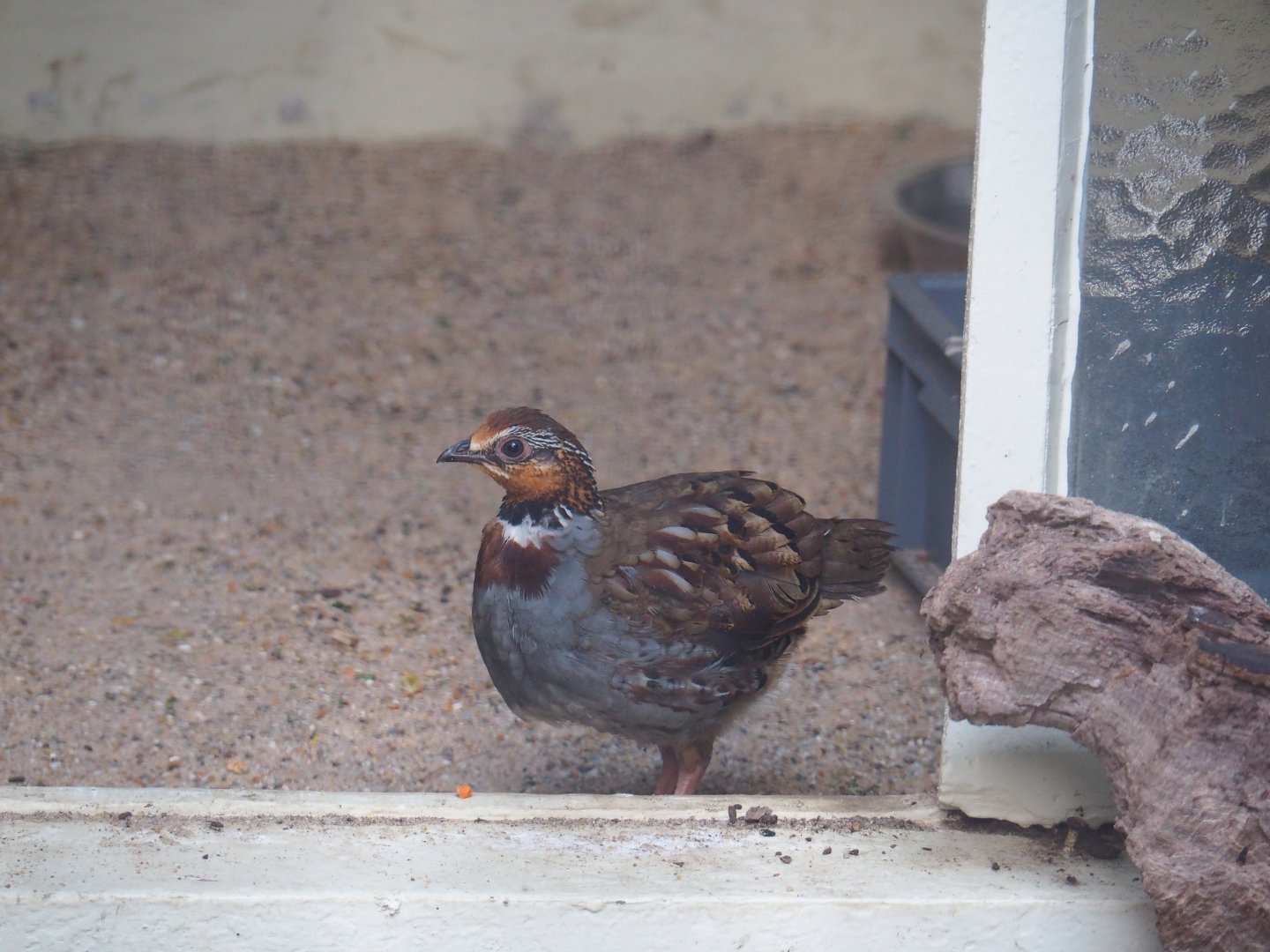 Partridge or quail-type bird, Zoo Antwerpen, 2019-06-26