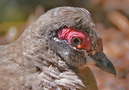 Partridge pigeon portrait.