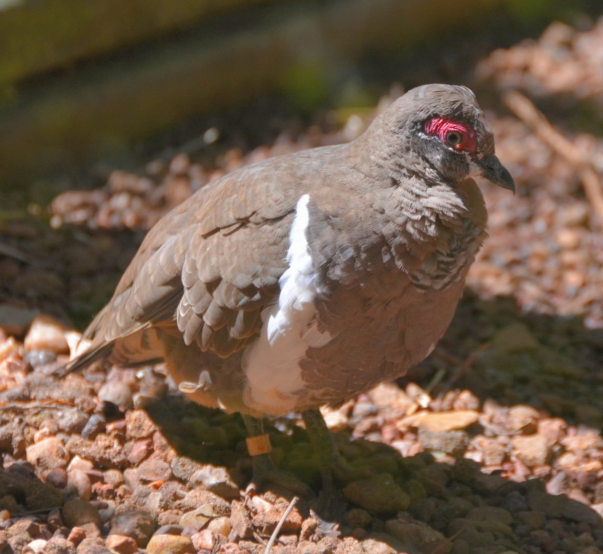 Partridge pigeon     Race  smithii