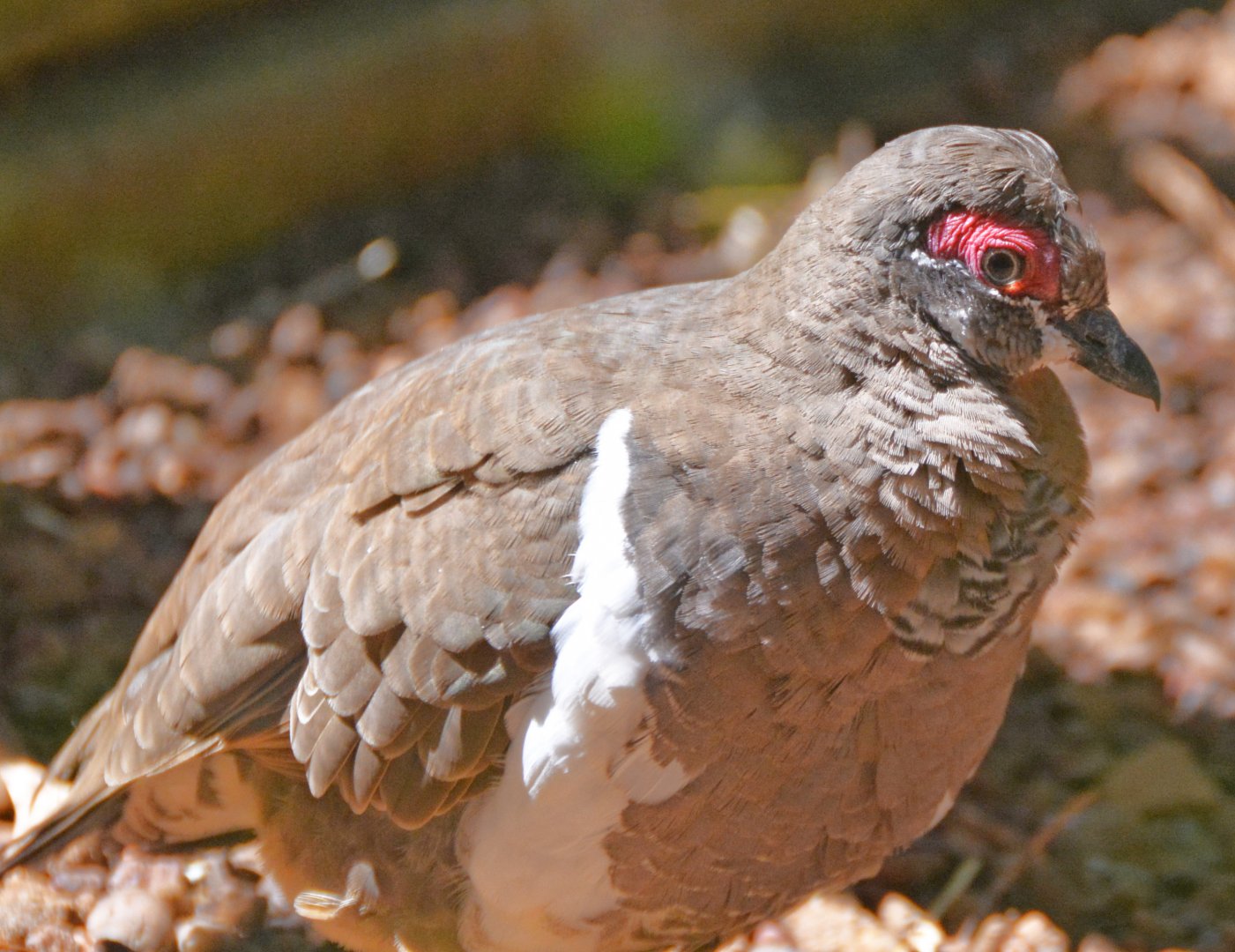 Partridge pigeon