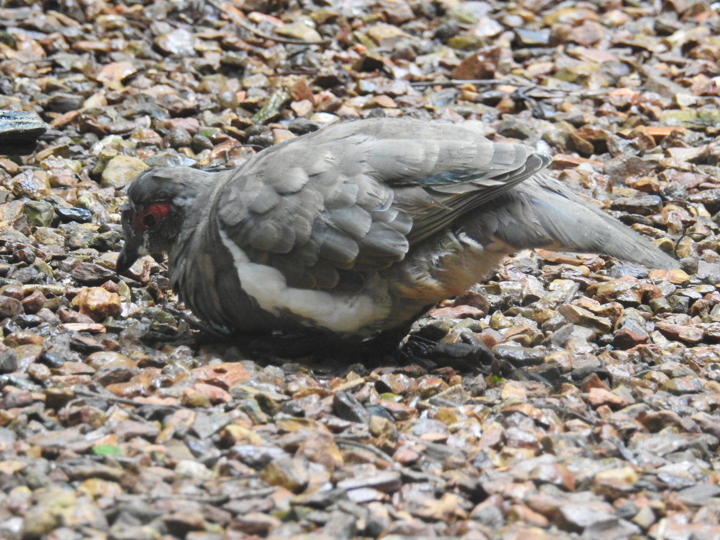 Partridge Pigeon