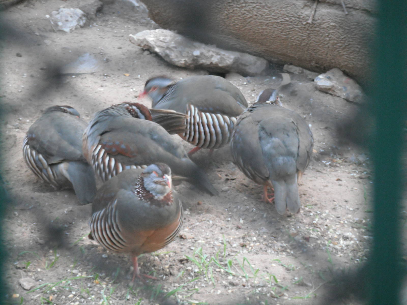 Partridges - 1/Jan/2011