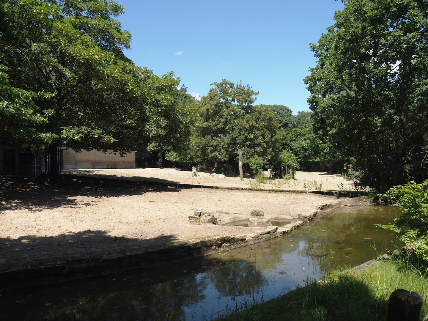 Parts of Ankole-Watusi cattle and Damara zebra paddocks, 2024-06-08