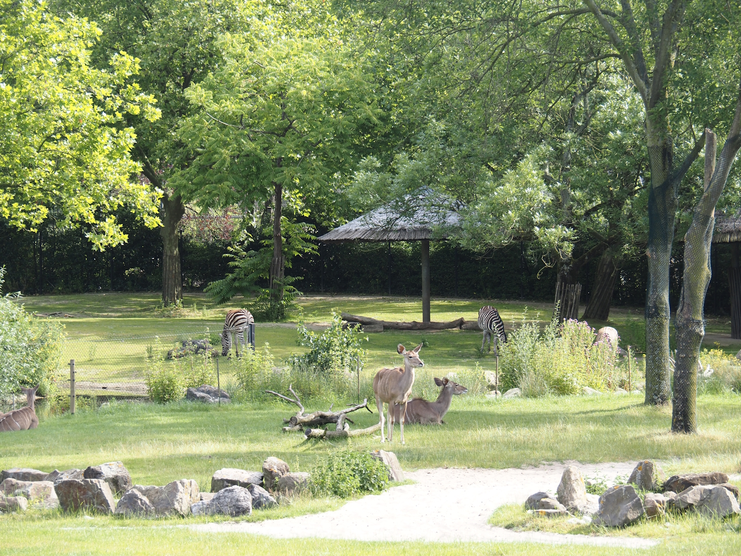 Parts of Reticulated giraffe and Greater kudu and Chapman's zebra and North African ostrich exhibits, 2024-06-30