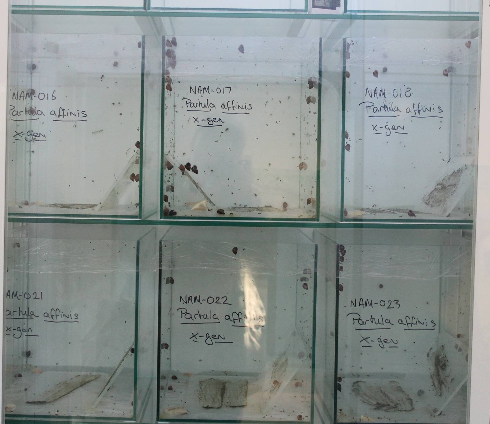 Partula breeding enclosures