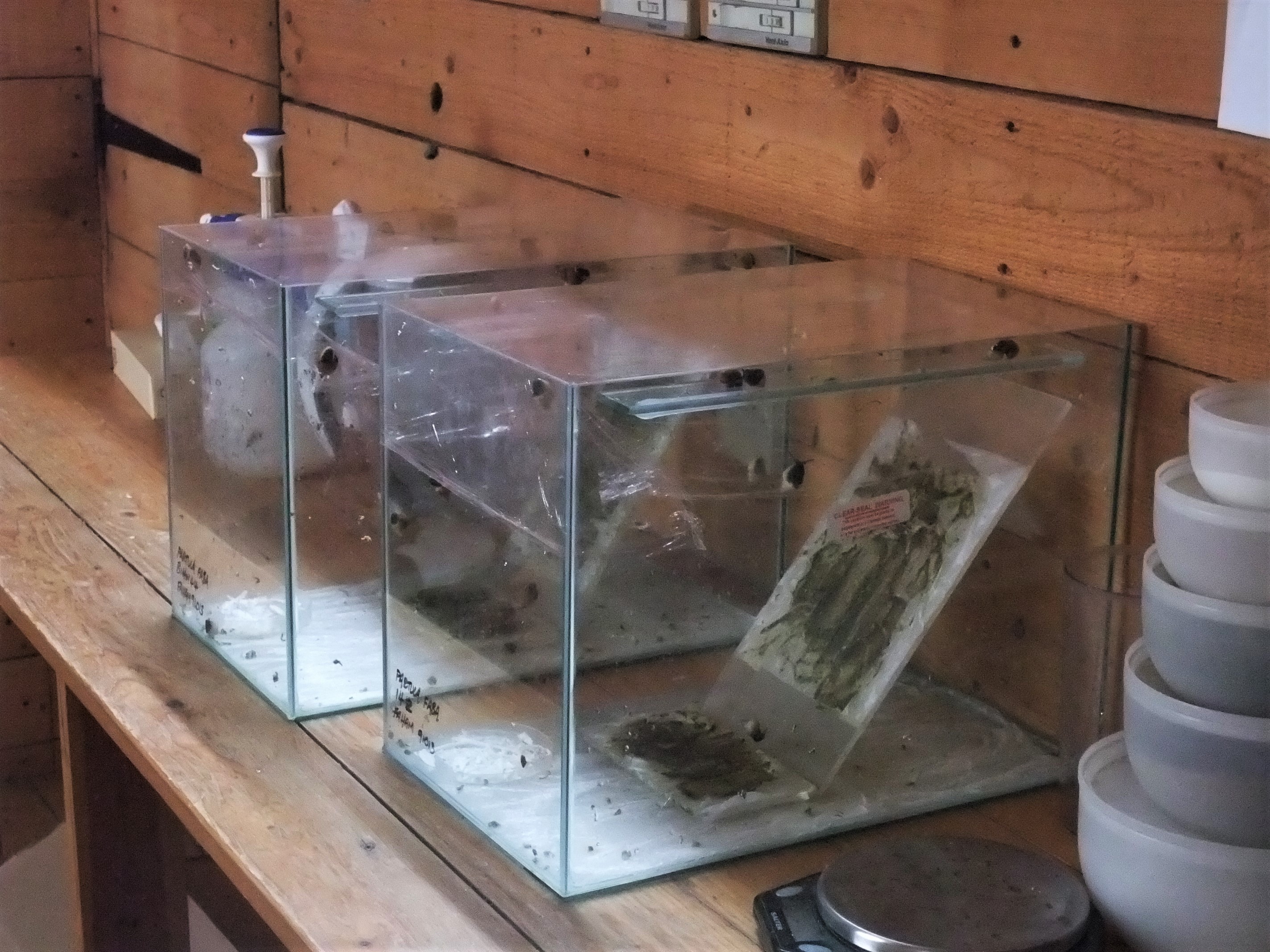 Partula faba (now extinct) in the Partula Room at Bristol, 6th February 2012