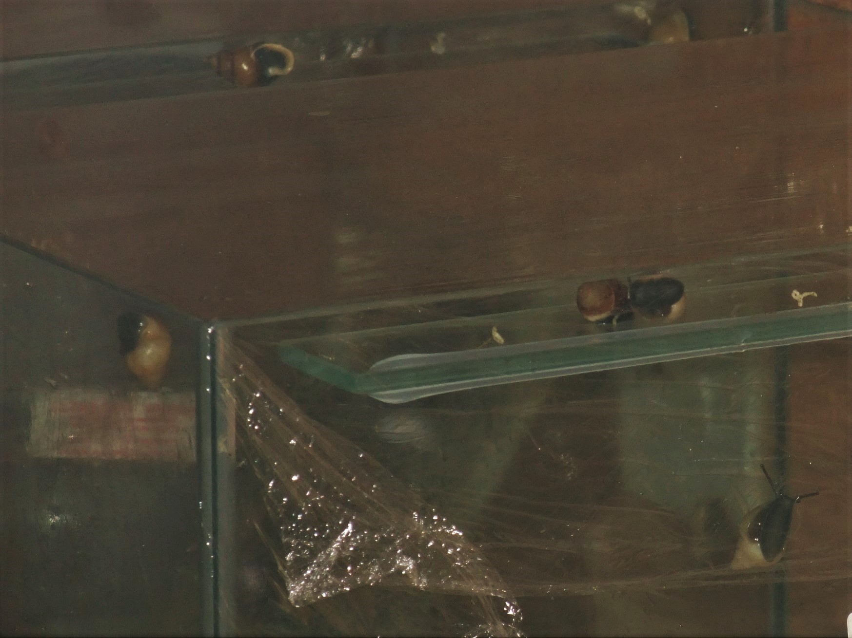 Partula faba (now extinct) in the Partula Room at Bristol, 6th February 2012