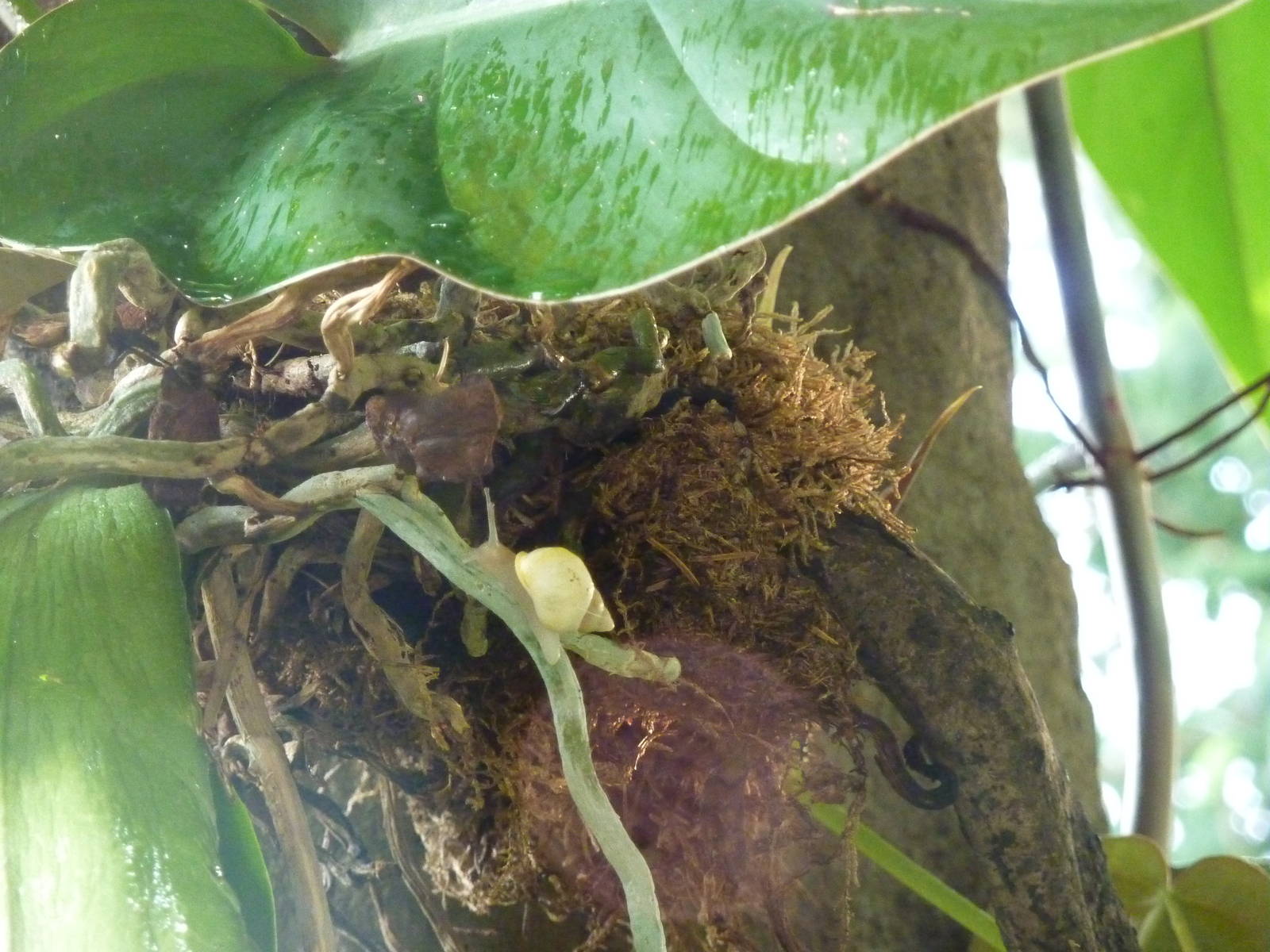 Partula rosea in BUGS, 7th Feb 2012