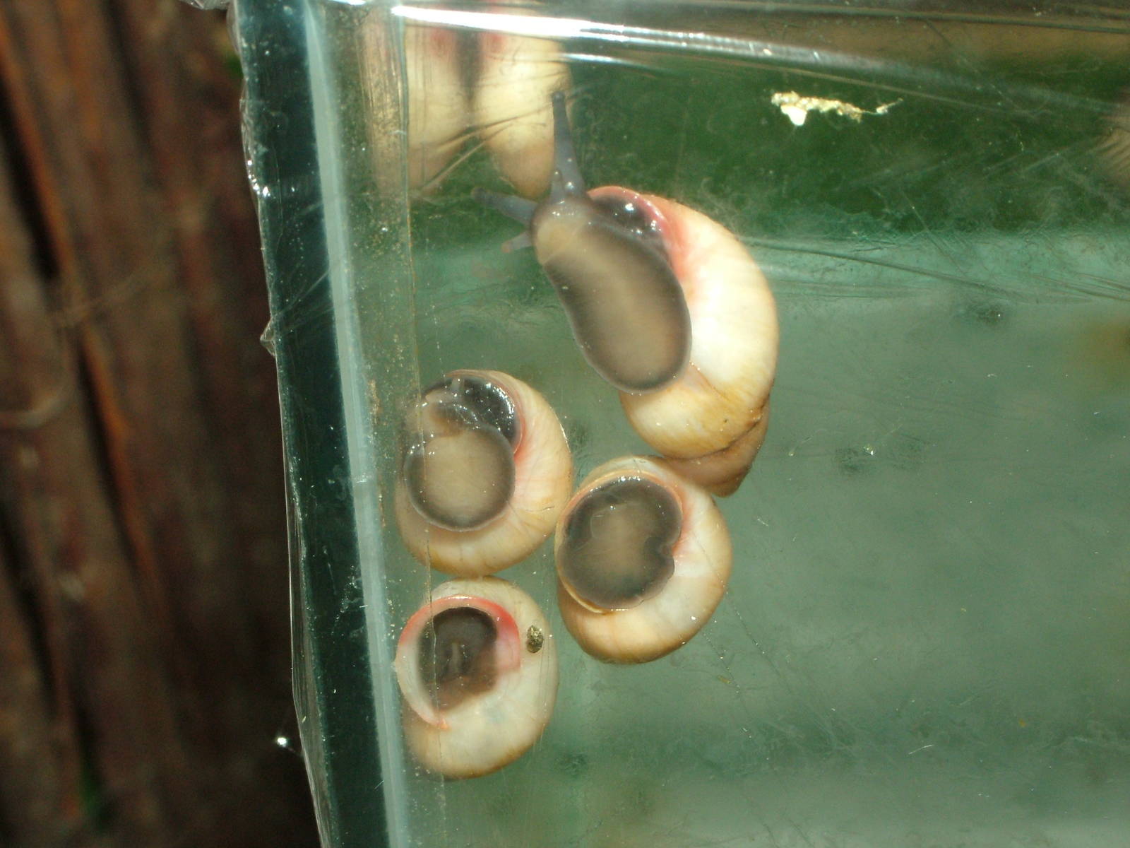 Partula rosea snails at Marwell Zoo Park, May 2008