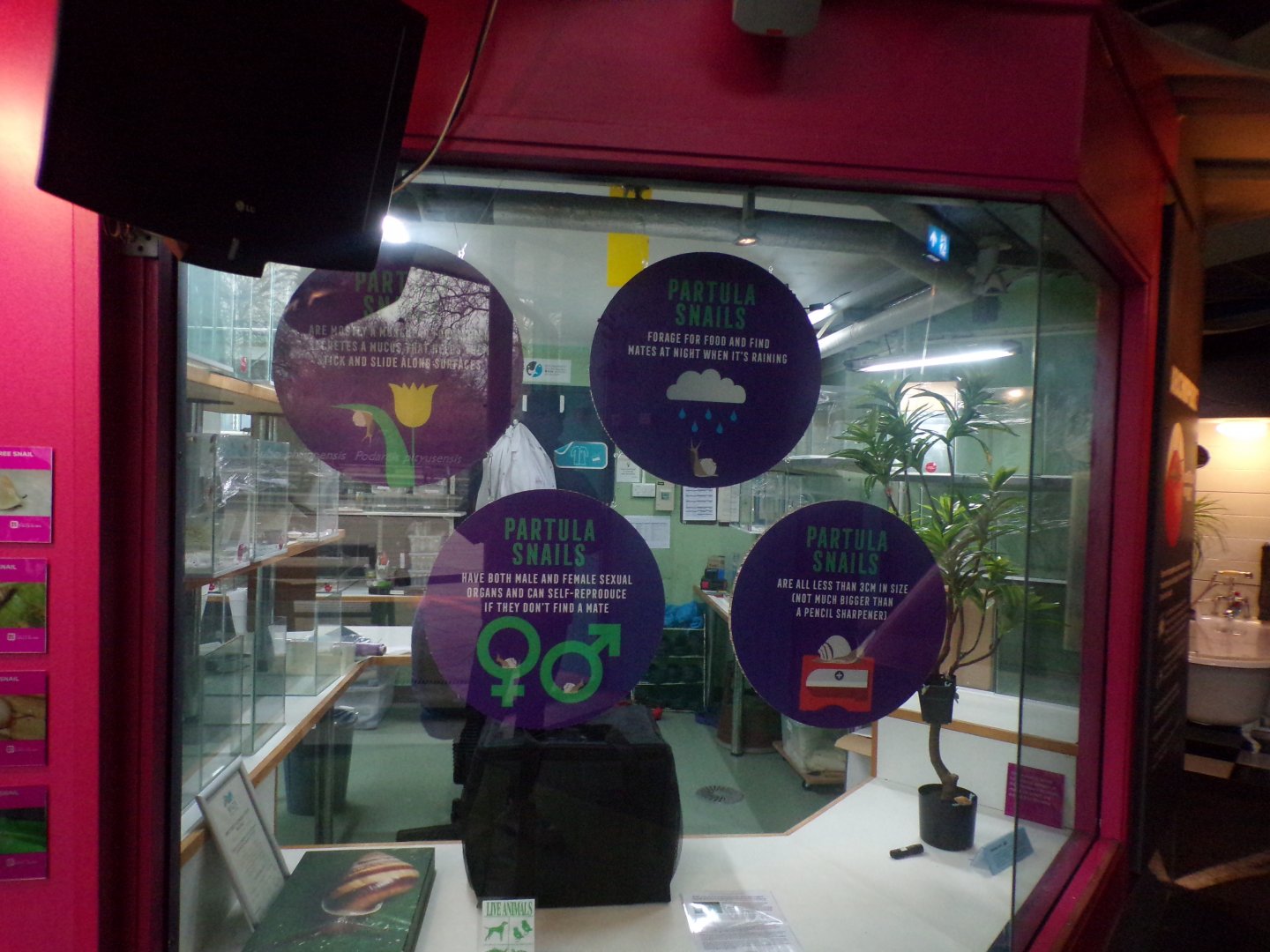 Partula snail breeding area 11.2.25