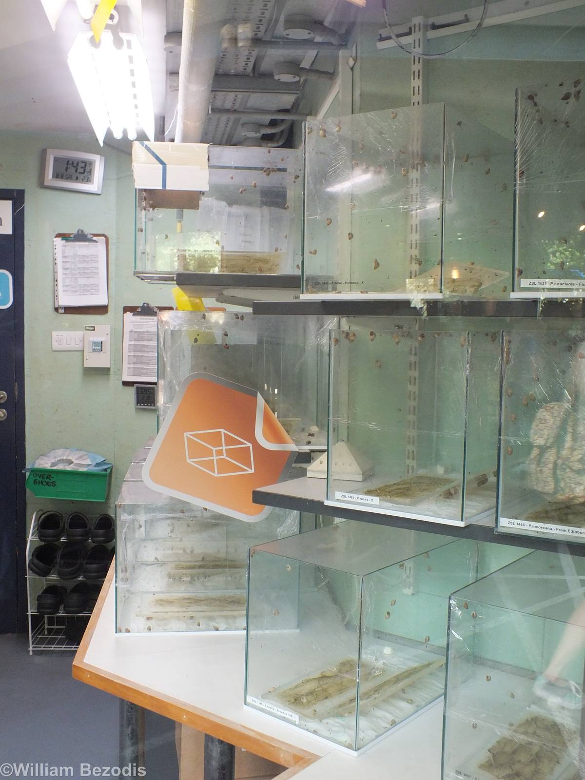 Partula Snail Breeding Area - Bugs