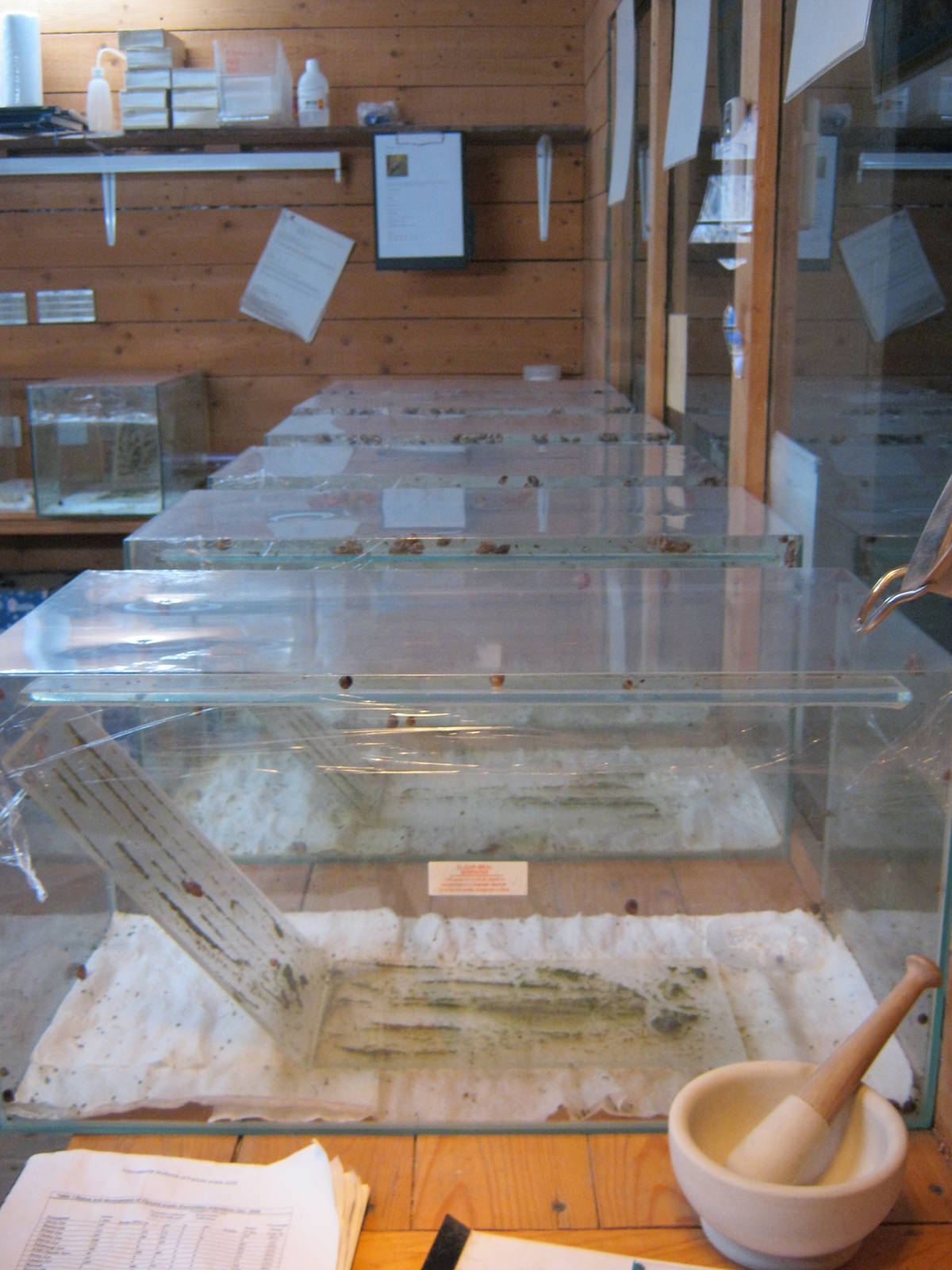 Partula Snail breeding station 2011