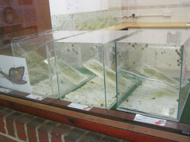 Partula Snail breeding station 2012