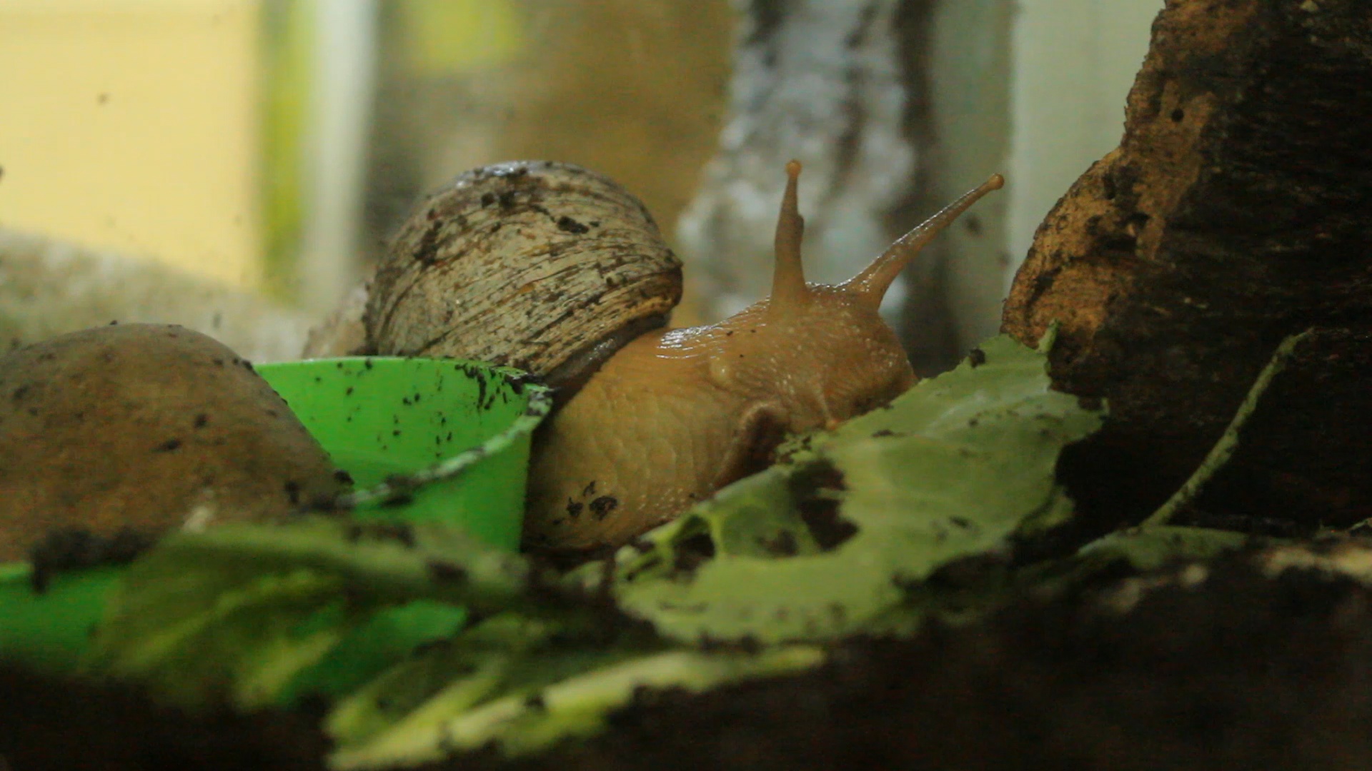 Partula Snail Edinburgh Zoo