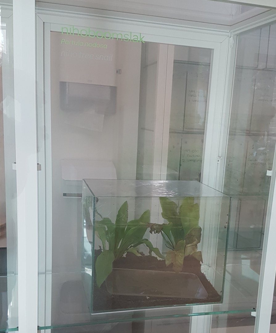 Partula-snail enclosure